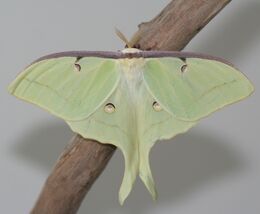 Male Luna Moth, Megan McCarty141