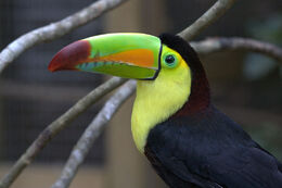 Keel billed toucan7