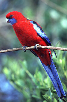 Crimson Rosella b