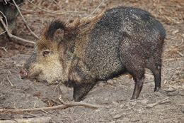 Collared peccary02 - melbourne zoo