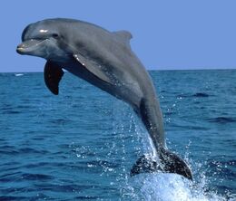 Bottlenose-Dolphin