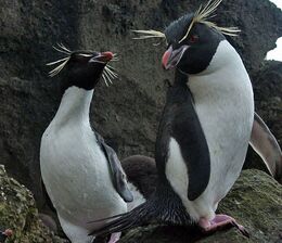Rockhopper Penguins Antarctic