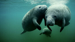West-indian-manatee-group