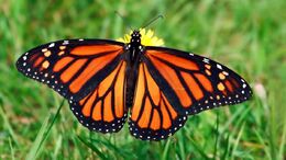 Monarch-butterfly-grass.jpg.adapt.945.1