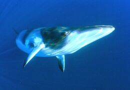 Fin whale 1