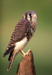 Americankestrel
