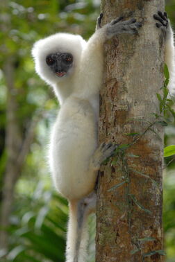 Propithecus candidus 001