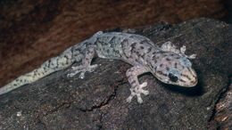 Care-marbled-gecko cf60409b449cfd77