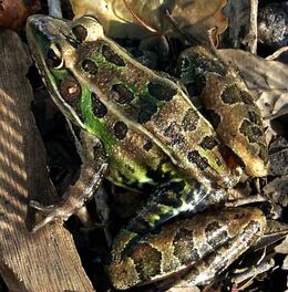 Rana sphenocephala