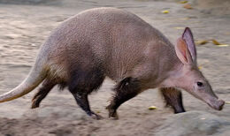 Aardvark fs