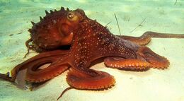 Octopus-Arms-Think-for-Themselves-379020-2