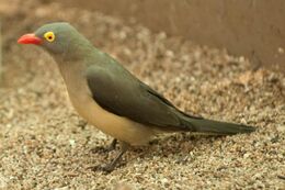 Red-billed-oxpecker4