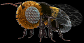 C3bee