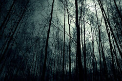 Dark-forest-night-image-31001