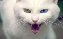 Gato blanco