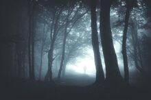 Unheimlicher Wald