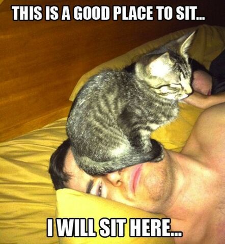 Datei:Funny-cat-pics-with-captions-40.jpg