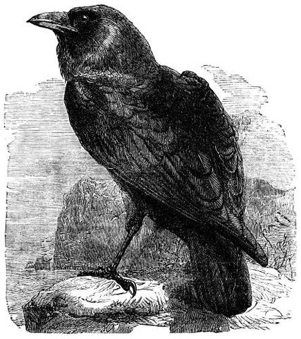 File:The Raven.jpg