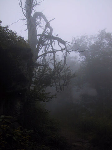 File:Pshot19.jpg