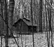 Old Forest Shack