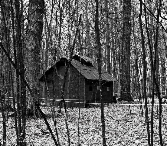 File:Old Forest Shack.jpg