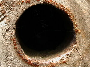 The hole