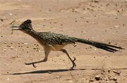 Road runner-209990