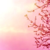 Tree.jpg