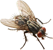 FLIEGE