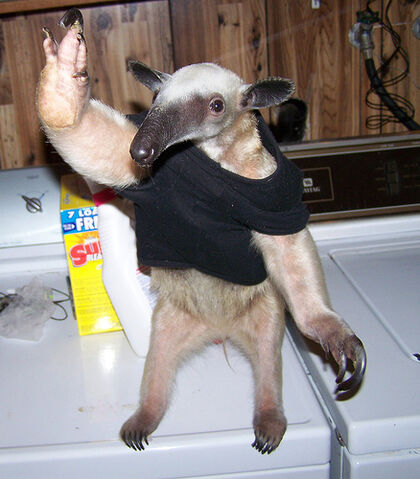 File:Anteaters.jpg