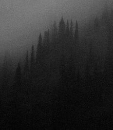 Forest.jpg
