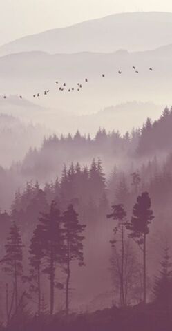 Datei:Forest.jpg