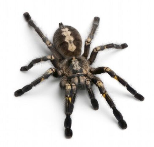 File:TarantulaSpider.jpg