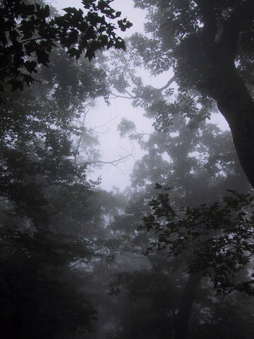 File:Pshot07.jpg