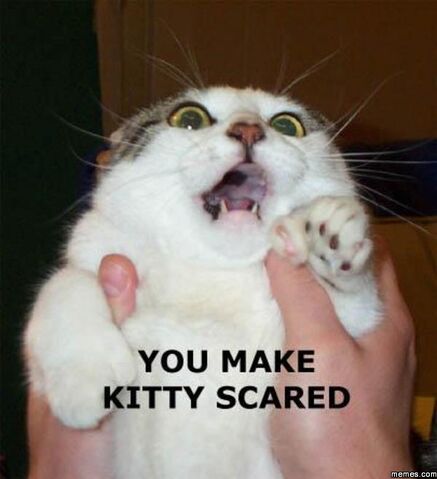 File:Scaredkitty.jpg