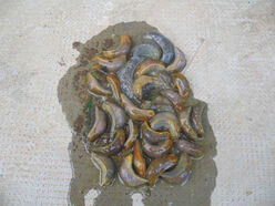 Nacktschnecken-bbart-350x263