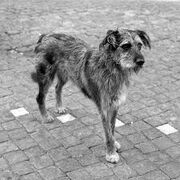 Stray dog