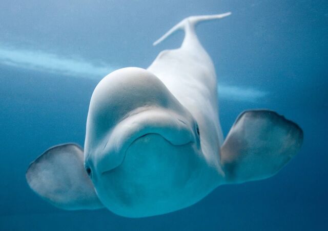 File:Funny Whale Pictures.jpg