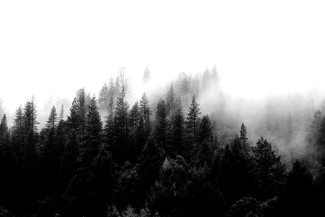 Datei:Wald 1.jpeg