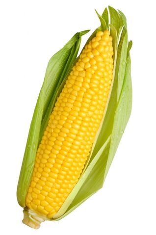 File:Corn.jpg