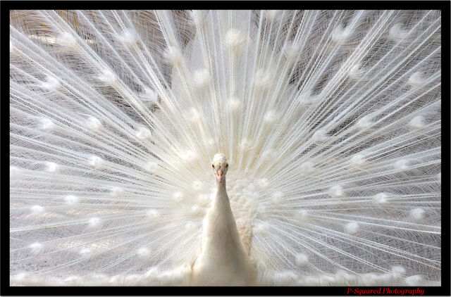 File:WhitePeacock.jpg