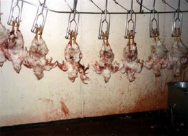 Chicken-slaughter-02