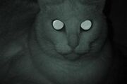 Seeing Things