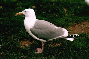 Seagull01