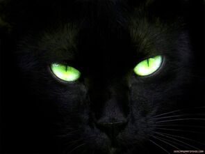 Gato-negroxdroi