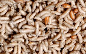 Maggots