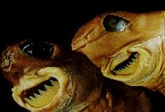 Cookiecuttershark