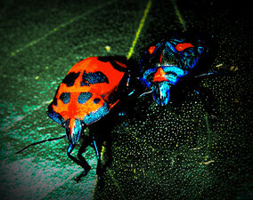 Cotton Harlequin Bugs