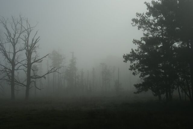 Datei:New-forest.jpg