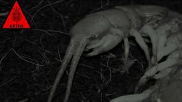 SCP-378